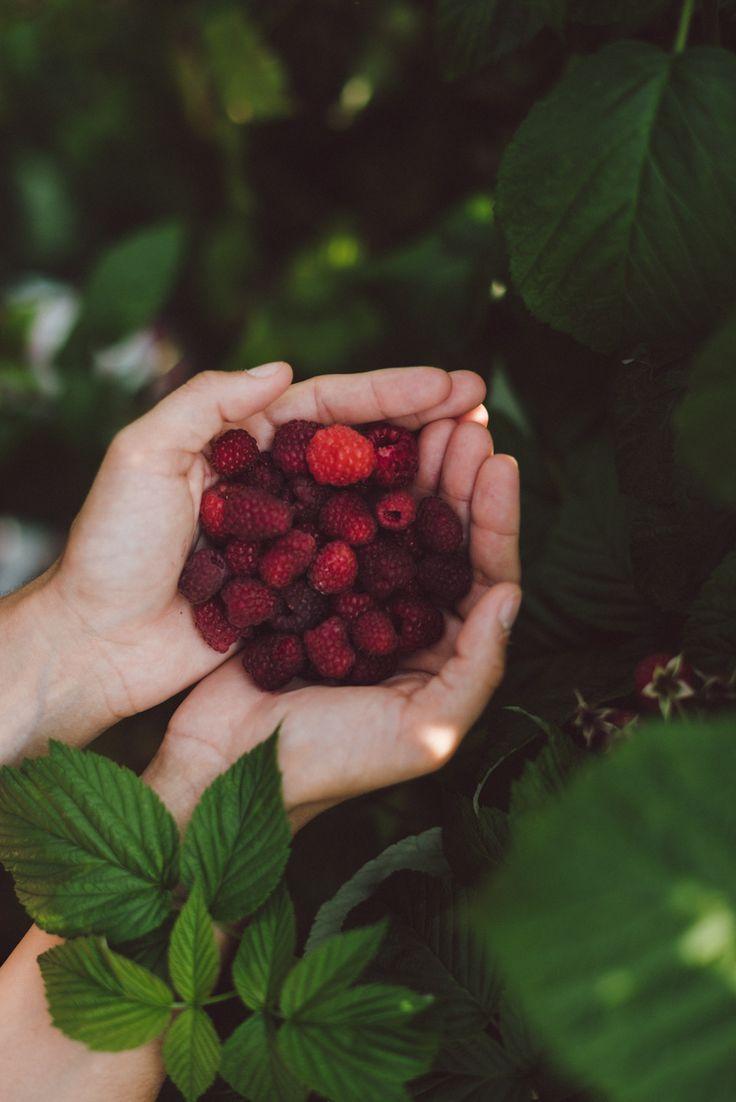 Garden Fresh Bounty: Veggie & Fruit Selection